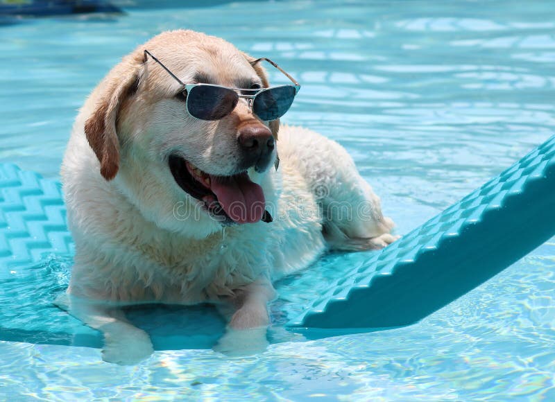 Bella unico golden retriever, labrador, cane di relax presso la piscina in un letto galleggiante, cane con gli occhiali super divertente splendido animale domestico durante l'estate, nel Michigan.