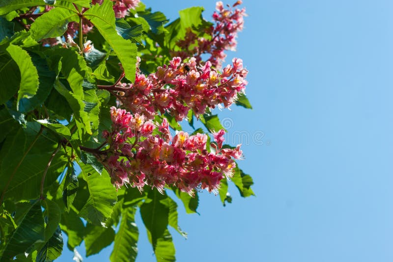 Beautiful unusual red chestnut tree flowers blossom royalty free stock photos