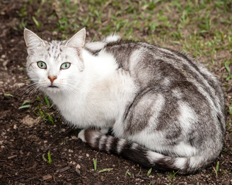 white and brown tabby cat white and brown tabby cat