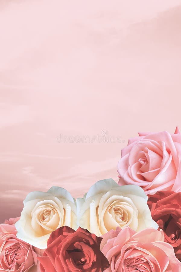 Beautiful Valentine roses on romantic lovely pink sky background. Beautiful Valentine roses on romantic lovely pink sky background.