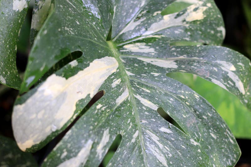 Beautiful variegated leaves of Monstera Albo Borsigiana, Monstera variegata with green and white or green and yellow leaf colors. a popular tropical plant in the garden.