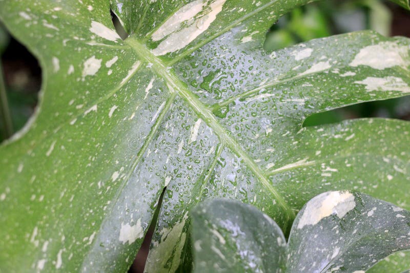 Beautiful variegated leaves of Monstera Albo Borsigiana, Monstera variegata with green and white or green and yellow leaf colors. a popular tropical plant in the garden