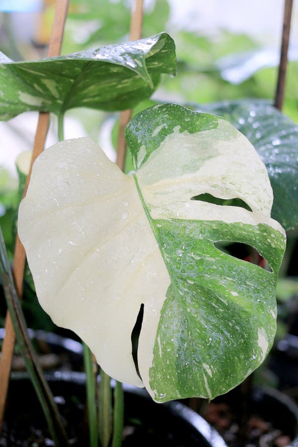 Beautiful variegated leaves of Monstera Albo Borsigiana, Monstera variegata with green and white or green and yellow leaf colors. a popular tropical plant in the garden