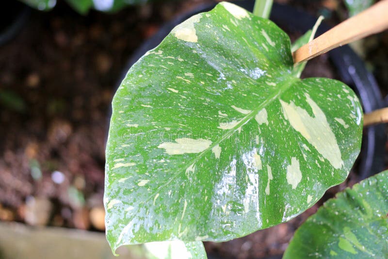 Beautiful variegated leaves of Monstera Albo Borsigiana, Monstera variegata with green and white or green and yellow leaf colors. a popular tropical plant in the garden