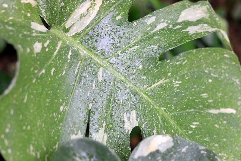 Beautiful variegated leaves of Monstera Albo Borsigiana, Monstera variegata with green and white or green and yellow leaf colors. a popular tropical plant in the garden