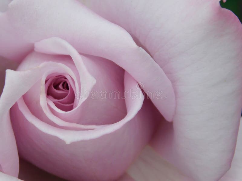 Beautiful varietal pastel-pink rose