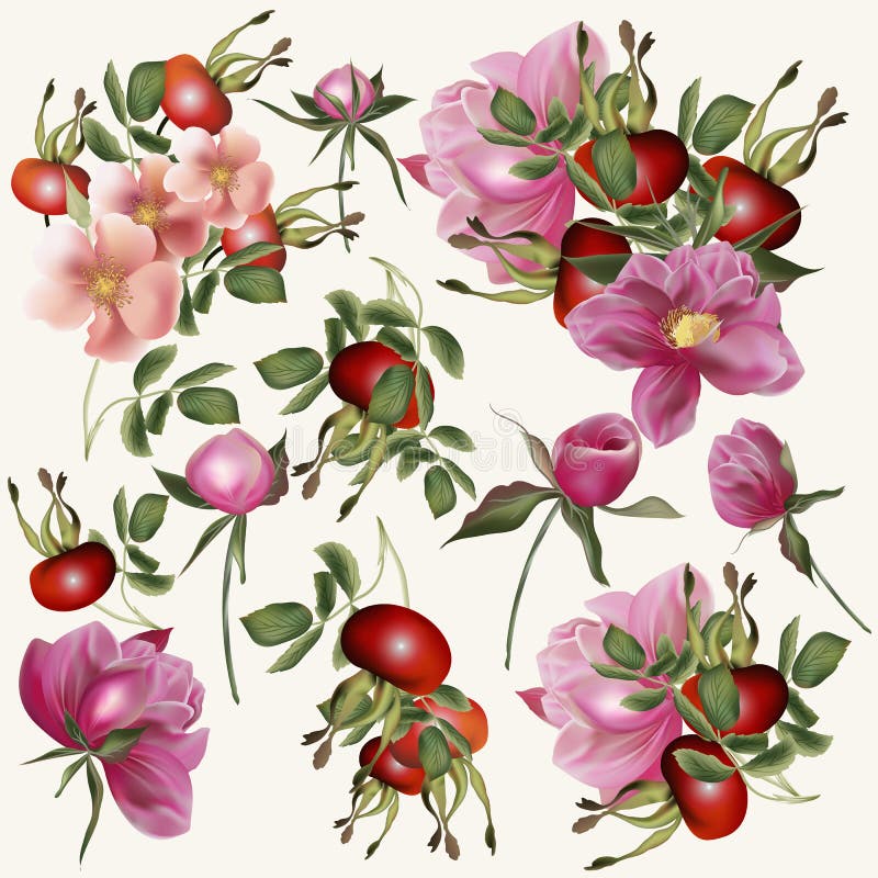 Beautiful vector collection of realistic rose flowers with berries in pink color