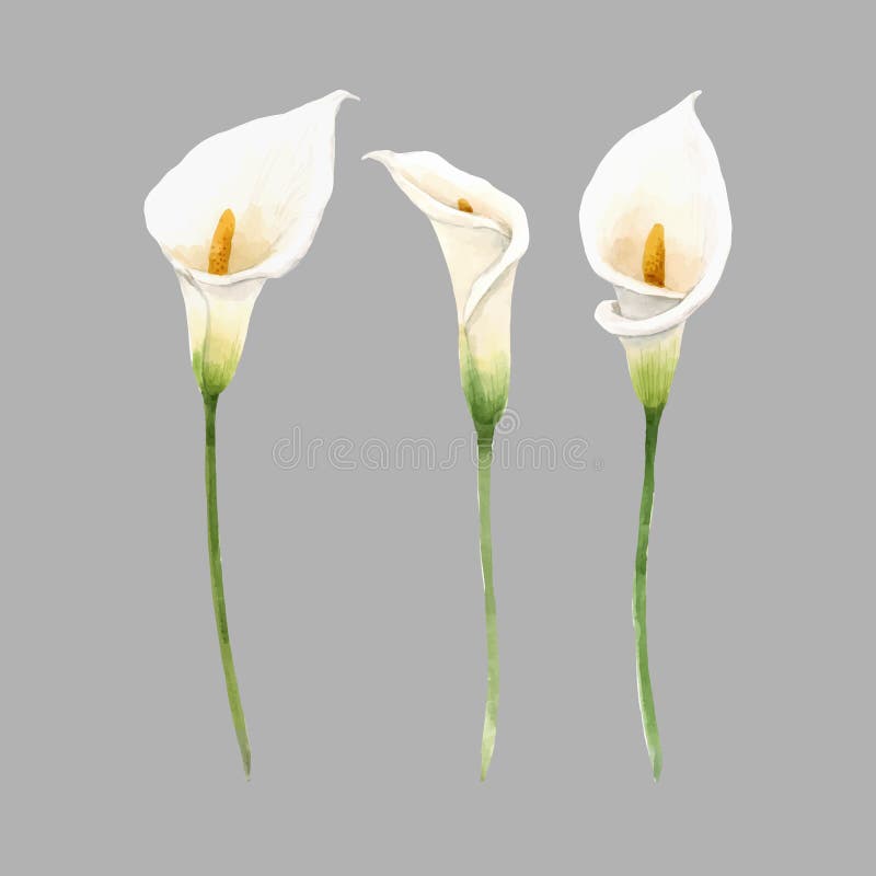 Beautiful vector watercolor floral set with white calla flowers. Stock illustration. Beautiful vector hand drawn watercolor floral set with white calla flowers stock photography Beautiful vector watercolor floral set with white calla flowers. Stock illustration. Beautiful vector hand drawn watercolor floral set with white calla flowers stock photography