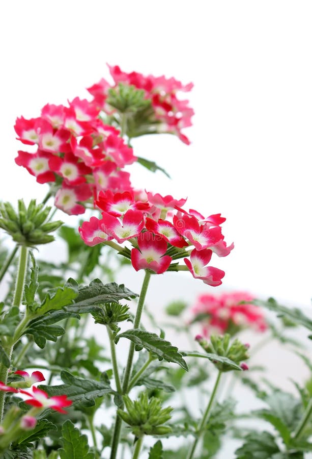 Beautiful verbena flowers on white