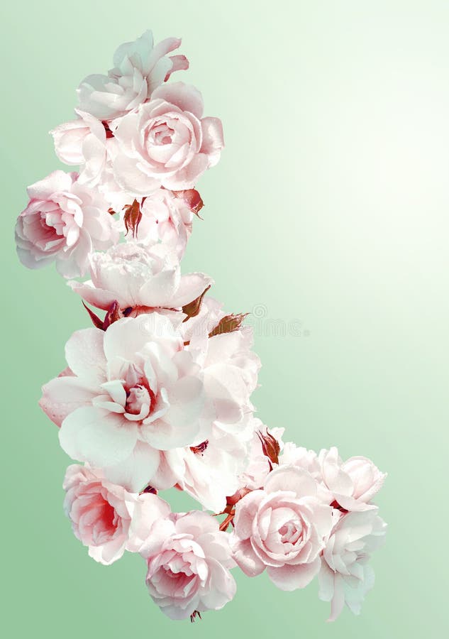 Beautiful vertical frame with a bouquet of white roses with rain drops. Vintage toning image. Overhead view. Season stock photo image stock images, royalty-free photos and pictures