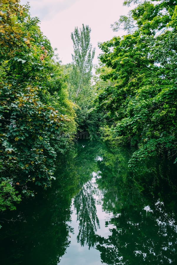 Water And Greenery In The Forest Stock Image Image Of Green