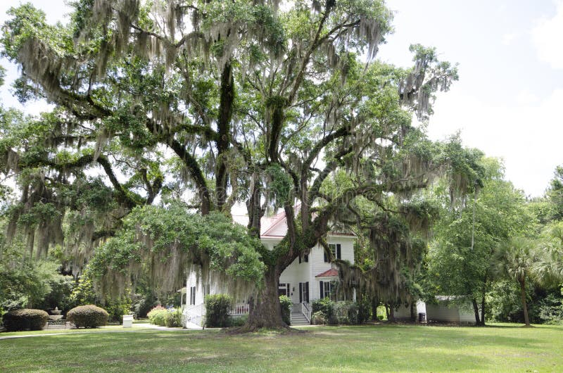 A beautiful and very old southern live oak tree draped in Spanish moss, with grass in the foreground on a sunny day