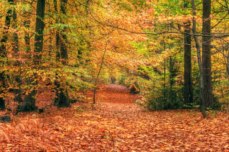 Beautiful Vibrant Autumn Fall Forest Scene Stock Image Image Of Ferns