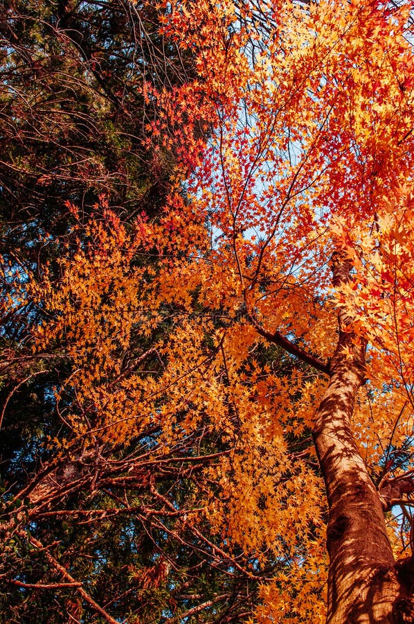 Autumn leaves - Lá phong mùa thu: Mùa thu đến cùng vẻ đẹp dịu dàng của những chiếc lá phong đỏ rực. Hãy cùng khám phá những gam màu ấm áp và nét đẹp kiêu hãnh của cây phong khi lấp lánh trong ánh nắng màu vàng của mùa thu.