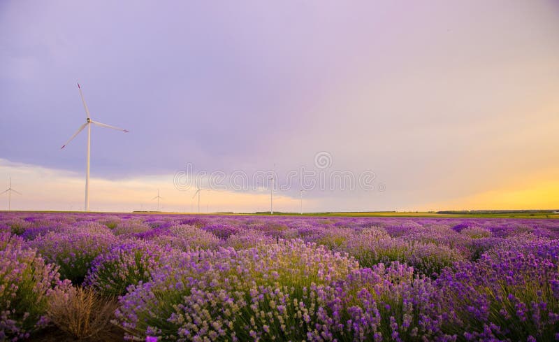Beautiful vibrant sunset over a lavender field with wind turbine stock photography Beautiful vibrant sunset over a lavender field with wind turbine stock photography