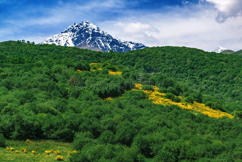 Beautiful View Of Alpine Meadows In The Caucasus Mountains Pastures