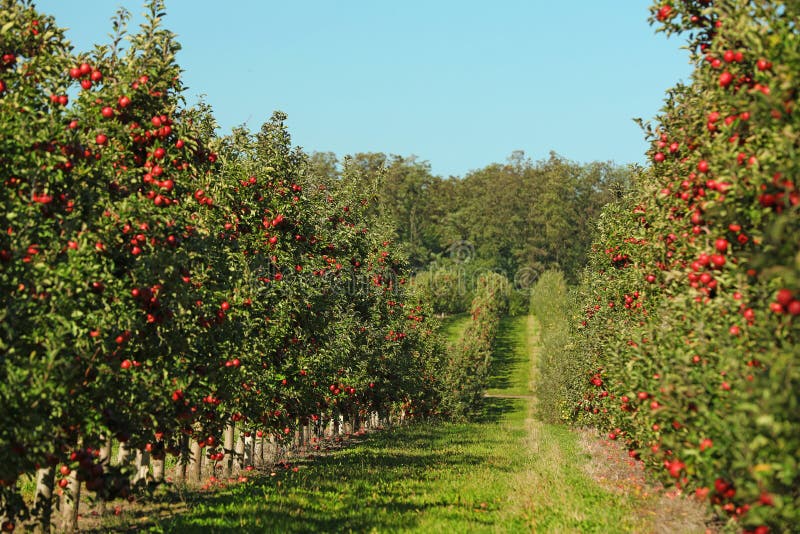 Beautiful view of apple orchard