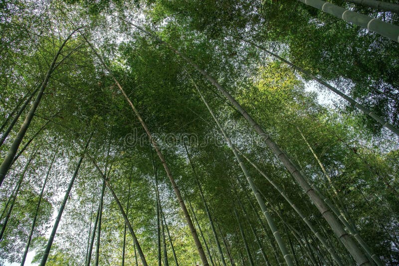 Bamboo Forest in the Sunlight Stock Image Image of forest, light