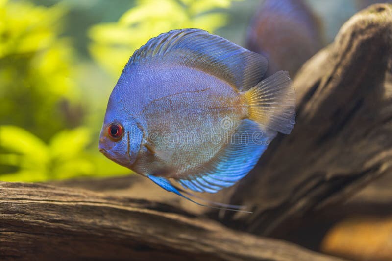 336 Blue Diamond Discus Fish Stock Photos - Free & Royalty-Free Stock  Photos from Dreamstime