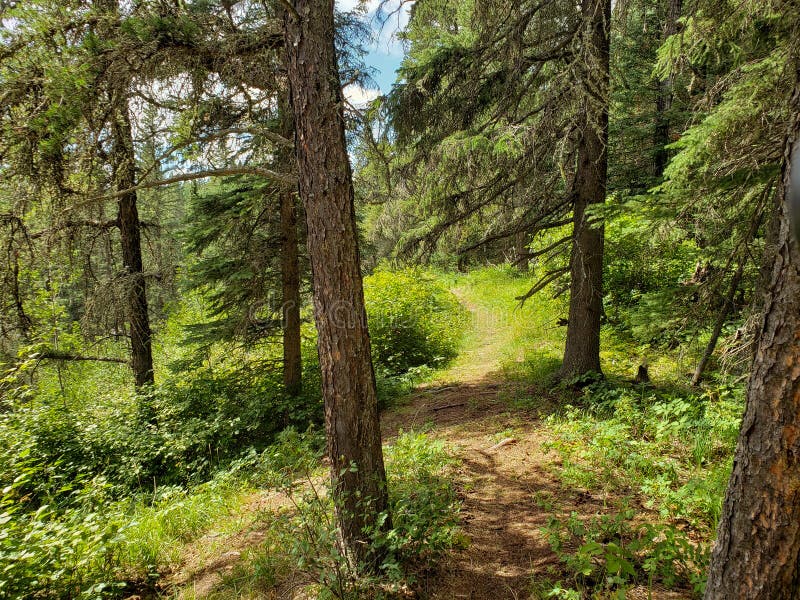 Beautiful view on the Blue Lakes Hiking Trail during the summer at Duck Mountain Provincial Park, Manitoba, Canada