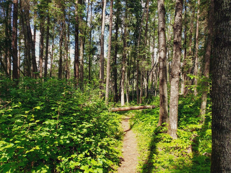 Beautiful view on the Blue Lakes Hiking Trail during the summer at Duck Mountain Provincial Park, Manitoba, Canada