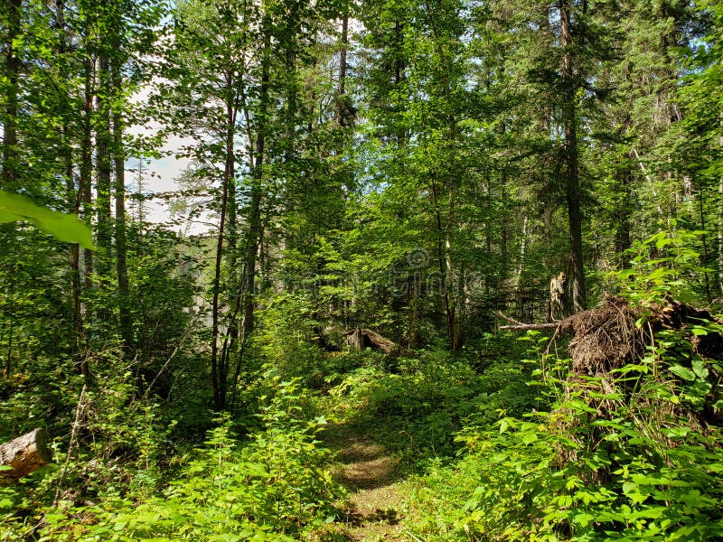 Beautiful view on the Blue Lakes Hiking Trail during the summer at Duck Mountain Provincial Park, Manitoba, Canada