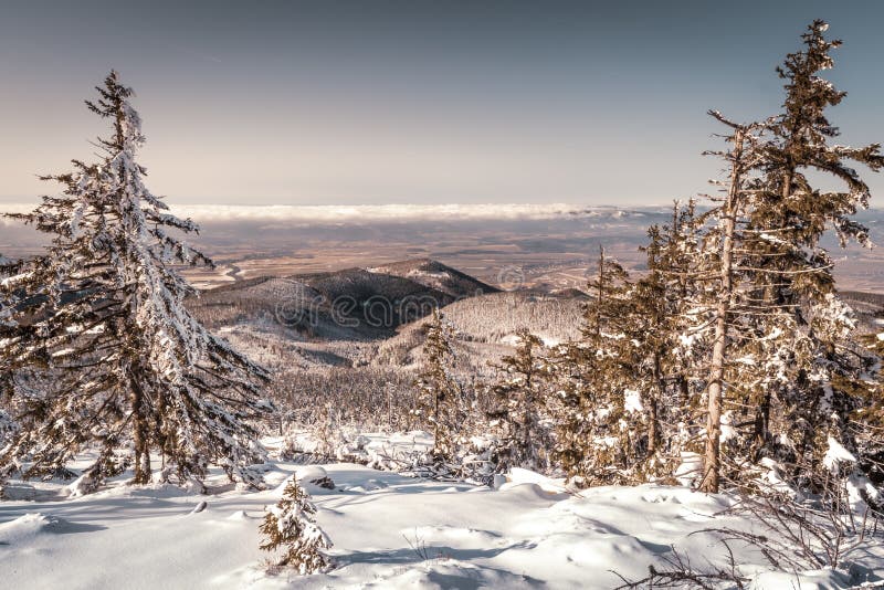 Beautiful view of the fields and mountains covered in snow with tall trees in the foreground