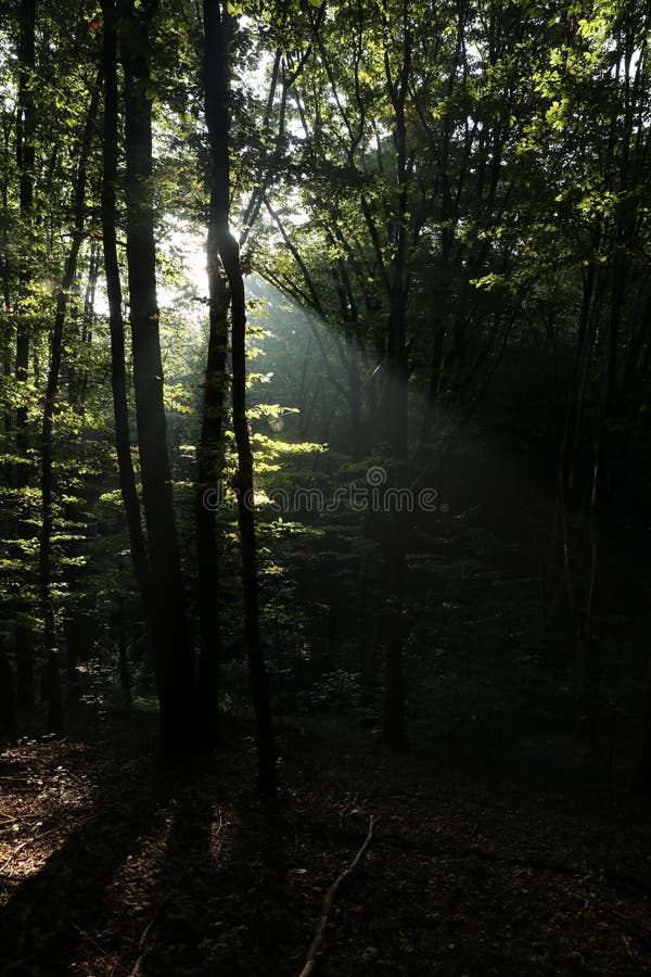 Beautiful view of forest with many trees in morning stock photography