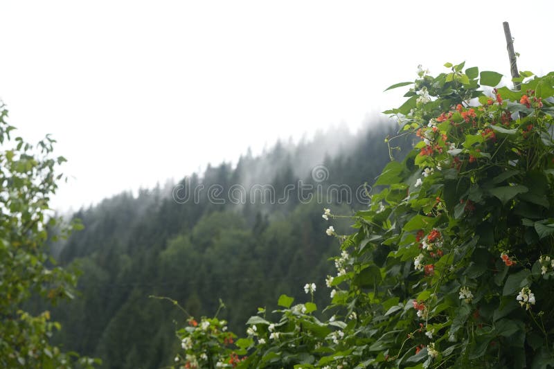 Beautiful view of forest in mountains under sky stock photos