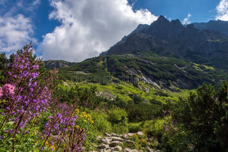 Krásný výhled na Vysoké Tatry s rozkvetlými květinami v údolí. Slovensko.