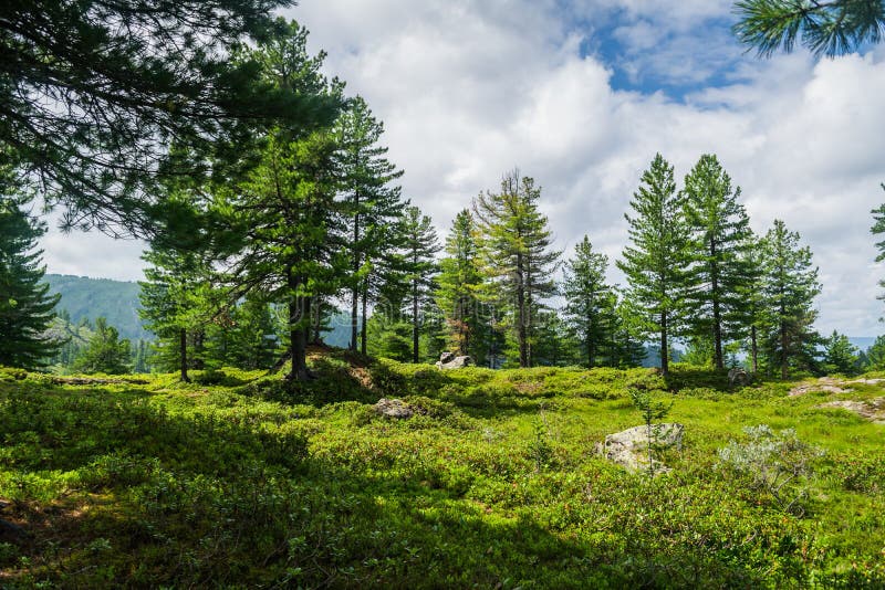 Beautiful view on mountain range, evergreen trees and green grass field with pathway during summer day in national park in Siberia, Russia