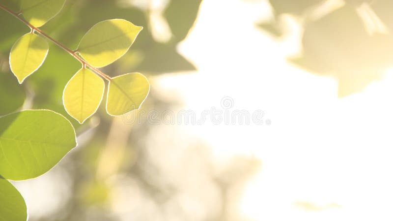 Beautiful view of nature green leaves on blurred greenery yellow sun light background