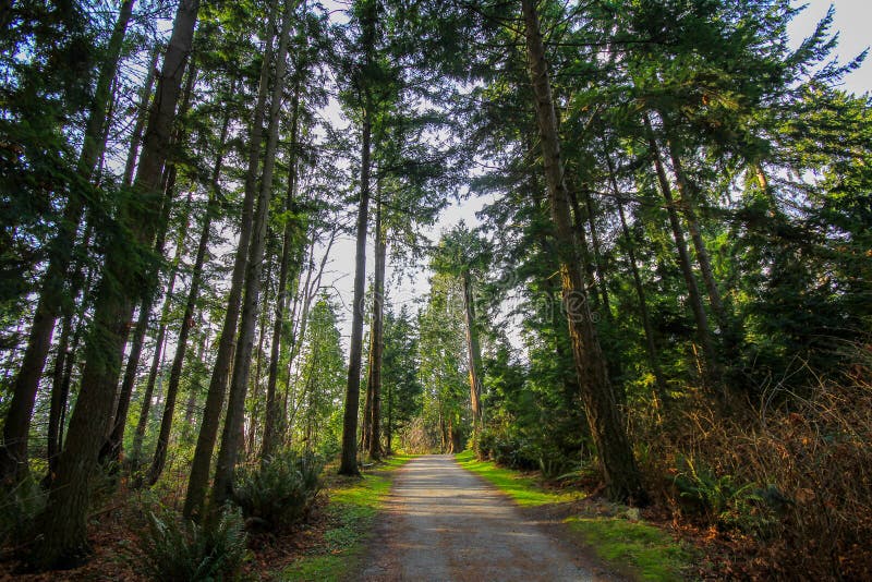 Beautiful view of the Pacific Spirit Regional Park, Vancouver Canada British Columbia royalty free stock photo Beautiful view of the Pacific Spirit Regional Park, Vancouver Canada British Columbia royalty free stock photo
