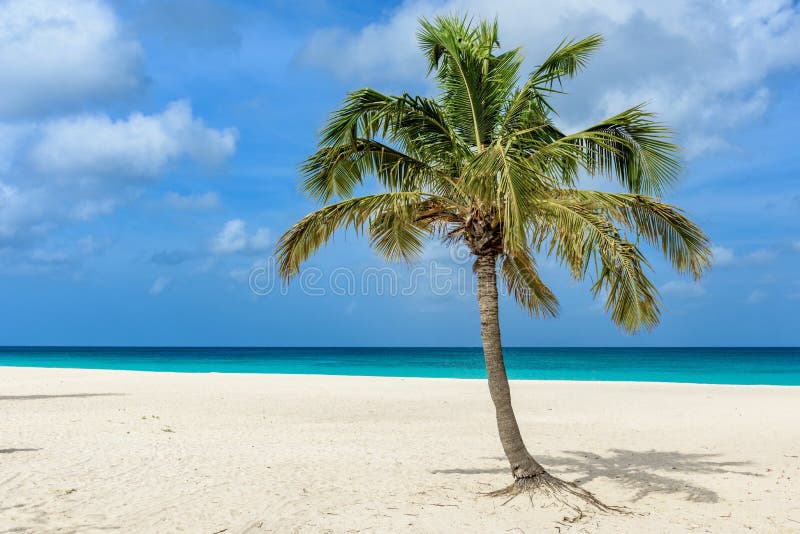 Beautiful view of a palm tree on the idyllic white sand of Eagle Beach in Aruba.