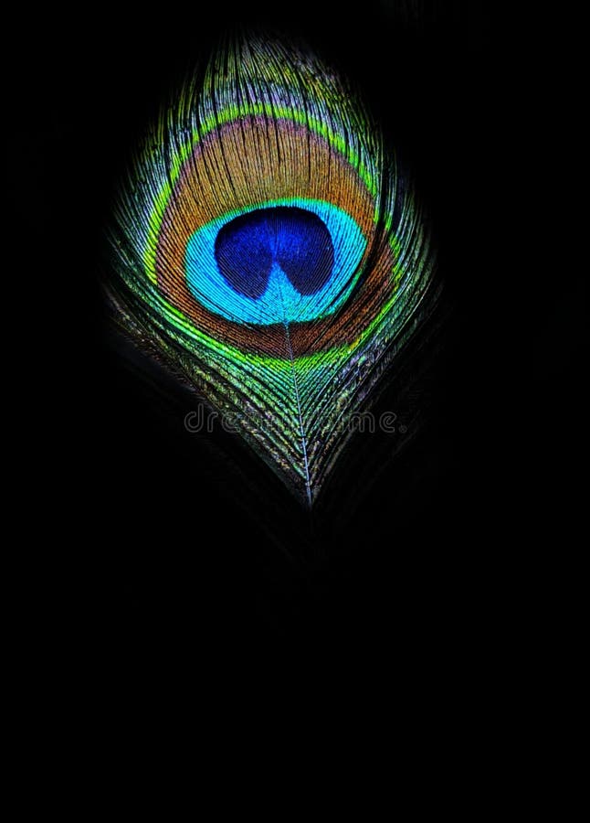 Beautiful View of a Peacock Feather with Black Background Stock Image -  Image of background, peacock: 190266417