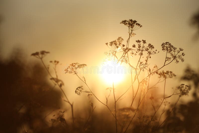 Beautiful view of plants at sunrise in morning, closeup stock image