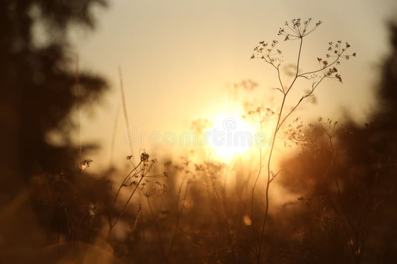 Beautiful view of plants at sunrise in morning, closeup stock images