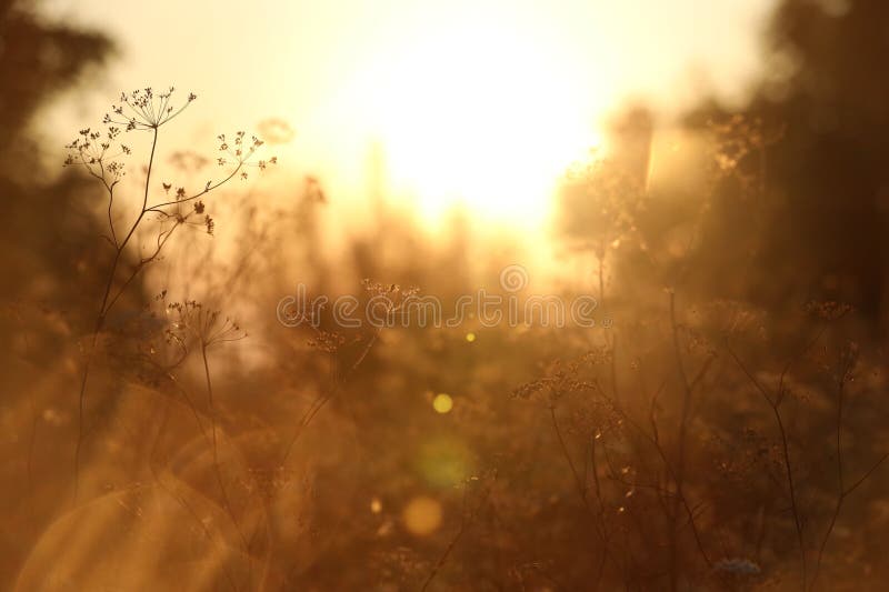 Beautiful view of plants at sunrise in morning, closeup stock image