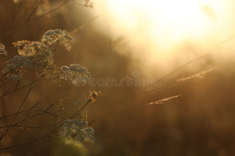 Beautiful view of plants at sunrise in morning, closeup stock photography