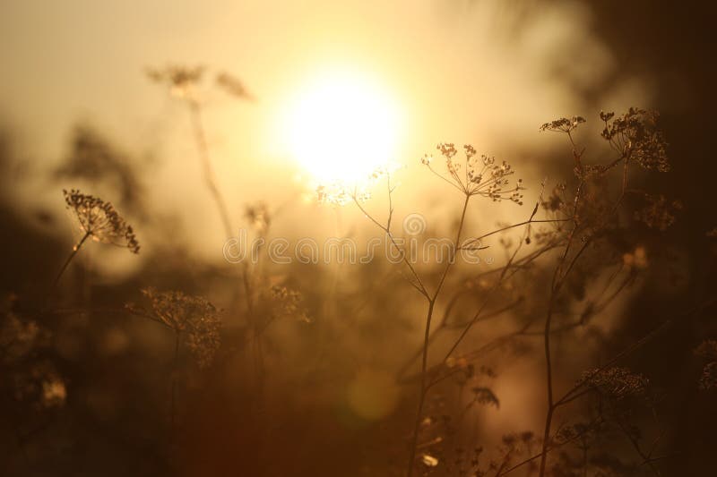 Beautiful view of plants at sunrise in morning, closeup stock photos