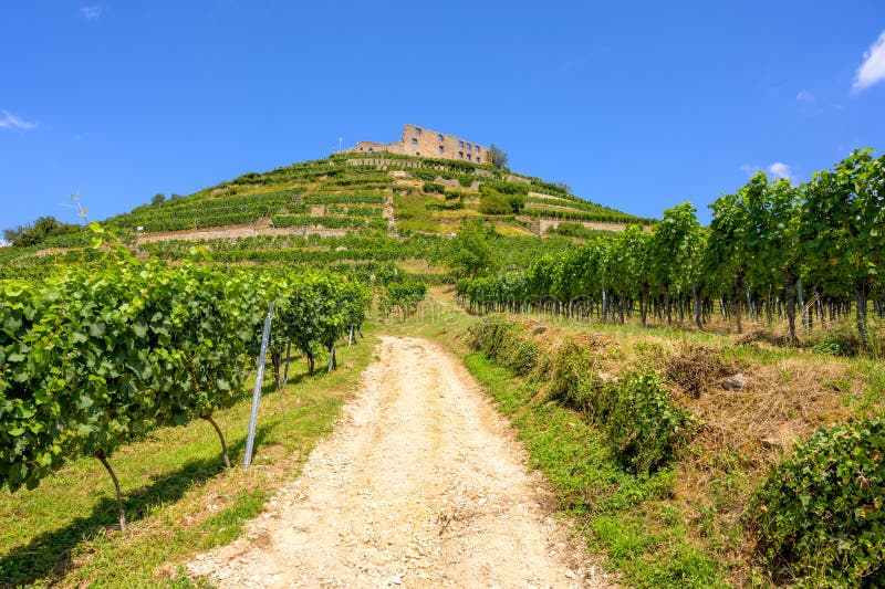 Beautiful view of the ruins of the castle in Staufen im Breisgau surrounded by vineyards