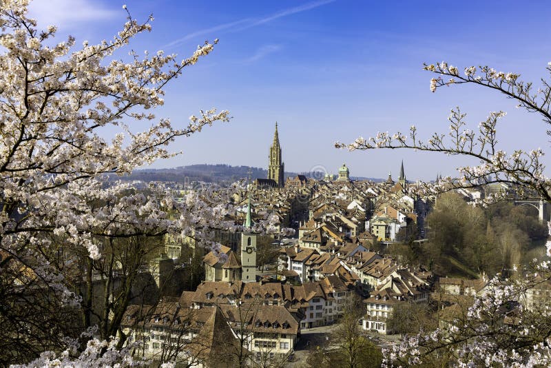 Sakura or Cherry Blossom Flower Spring Season with Landscape of Old Town,Bern City,Switzerland Photo - Image of destination, historic: 188733332