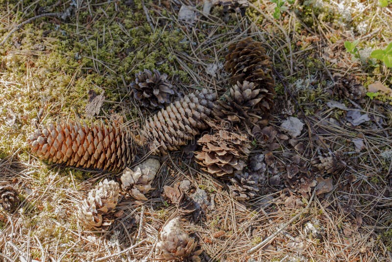Beautiful view of several pine cones of different sizes and forms. royalty free stock image Beautiful view of several pine cones of different sizes and forms. royalty free stock image