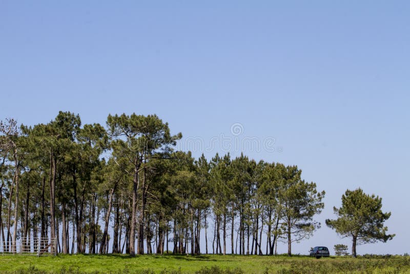 Patch of trees with lonely car stock photo