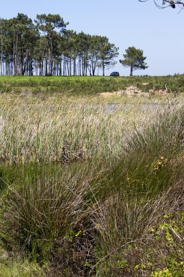 Patch of trees with pond stock photos