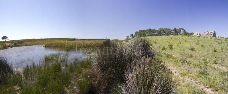 Patch of trees with pond royalty free stock image