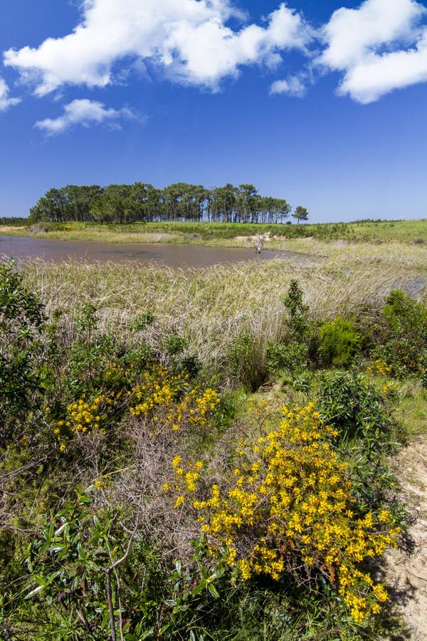 Patch of trees with pond royalty free stock photo