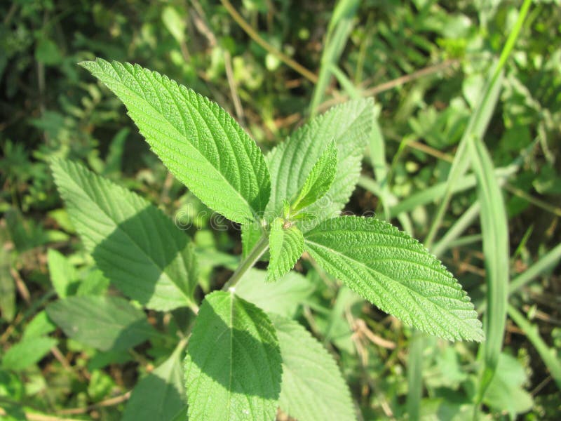 A beautiful view of small plant royalty free stock image A beautiful view of small plant royalty free stock image