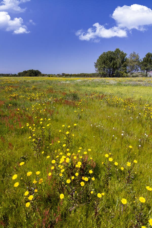 Spring field with flowers royalty free stock image