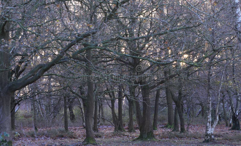 Beautiful View of Sutton Park Captured during Daylight in Birmingham